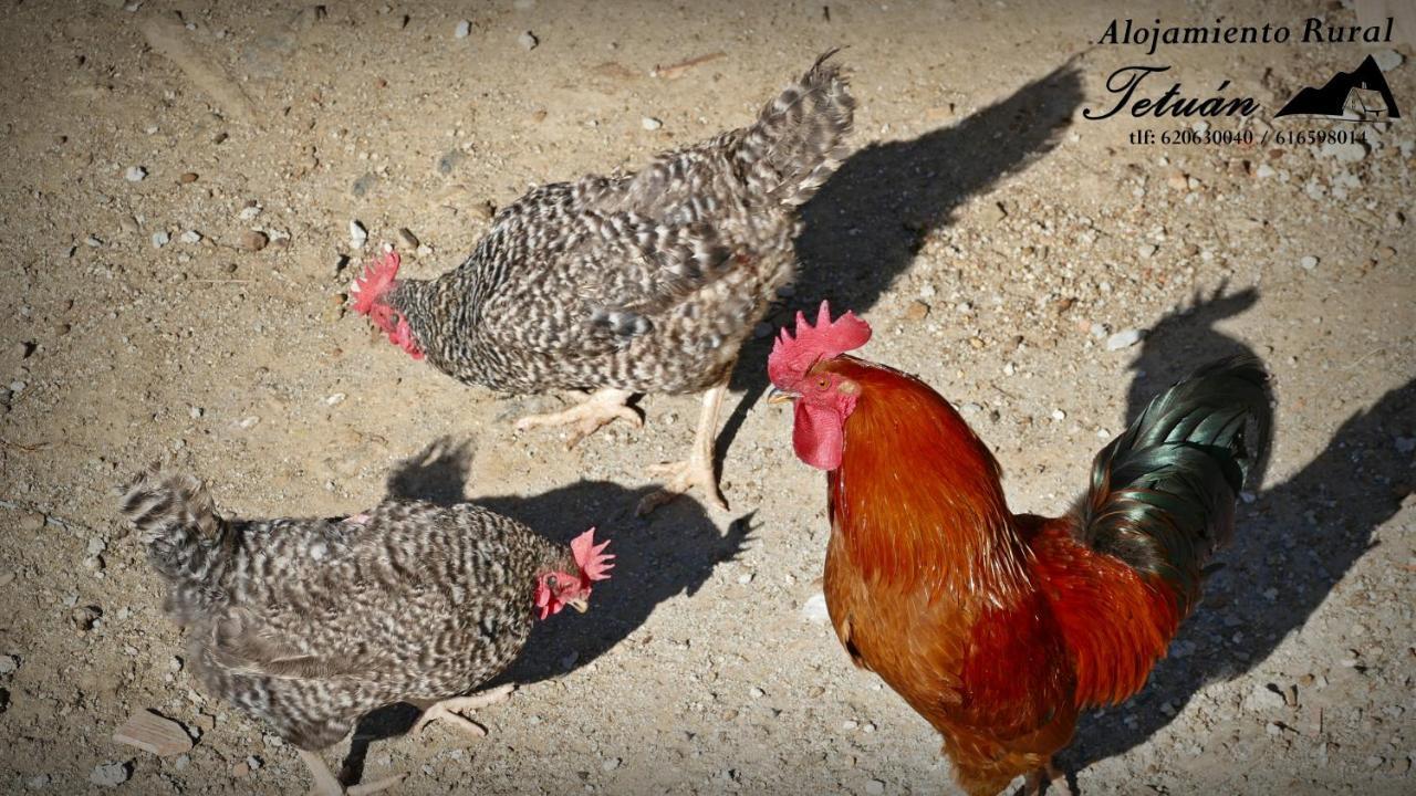 Alojamiento Rural Tetuan Árchez エクステリア 写真